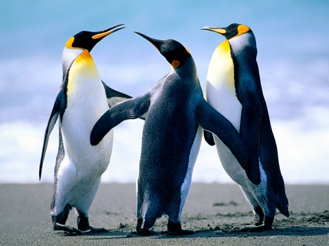 Everybody likes penguins